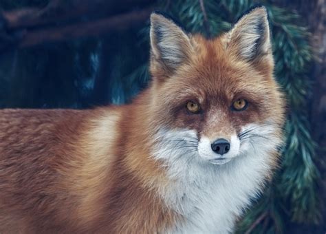 狐狸代表意義 水龍頭的反射物